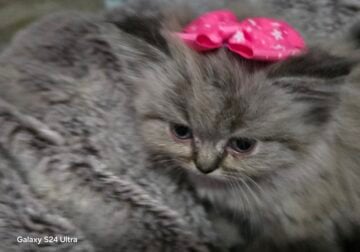 Purebred Himalayan kitten looking for furever home