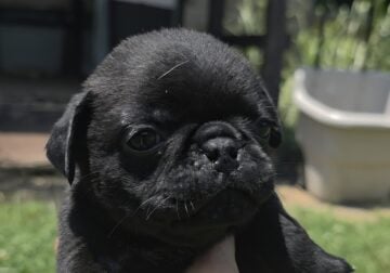 Pug Puppies, $800, 1st Shots/Vet, Lebanon, OH