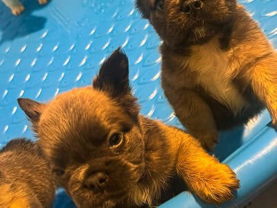 Fluffy Frenchies for sale