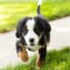 AKC Bernese Mountain female puppy Indianan (Jane)