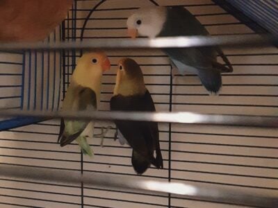 lovebirds/ loritos de amor