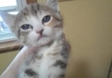 2 Females and 1 Male shorthair need a loving home