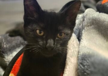 Goofy, loving, and friendly Kitten needs a loving