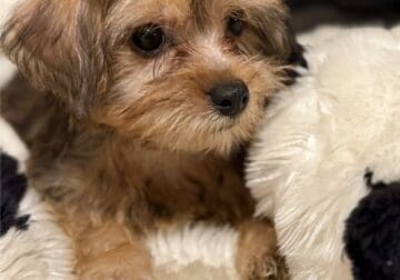 Yorkshire puppies
