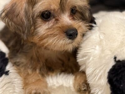 Yorkshire puppies