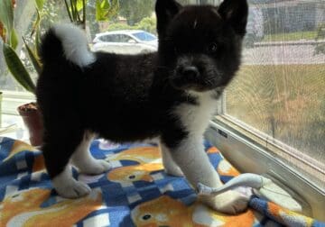 American Akita