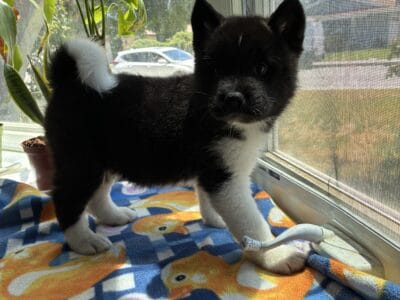 American Akita