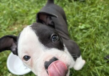 French Bull Dog Puppy for Sale