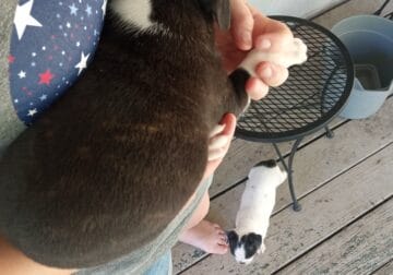 Boston terrier puppies