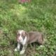 Beautiful Pitbull Puppies for Sale – Ready Soon!
