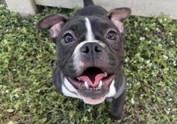 Pocket Bully Female