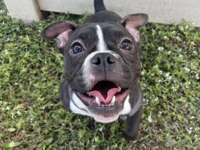 Pocket Bully Female
