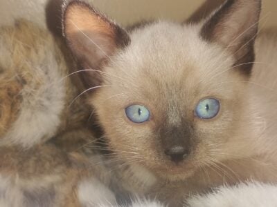Maya’s Kittens, Seal Point Siamese
