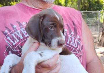 Ollie GSP