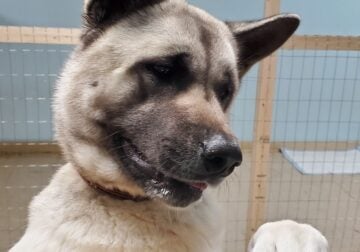Female Akita “Brownie”
