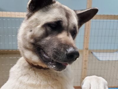 Female Akita “Brownie”