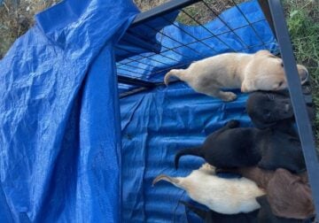 Adoptable by 7/23