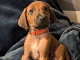Rhodesian ridgebacks