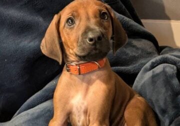 Rhodesian ridgebacks
