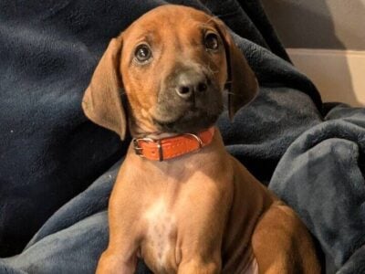 Rhodesian ridgebacks