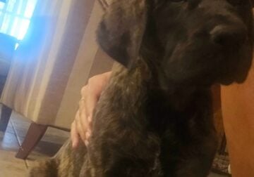 English Mastiff- 1 female/Brindle/ Akc