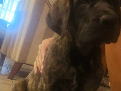 English Mastiff- 1 female/Brindle/ Akc