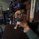 Micro Bully XL pups
