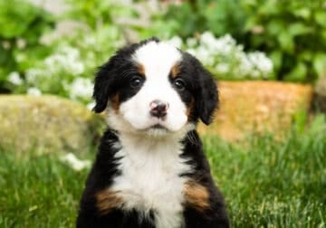 AKC Bernese Mountain female puppy Indianan (Jane)