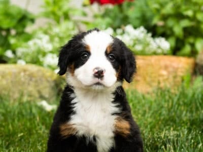 AKC Bernese Mountain female puppy Indianan (Jane)