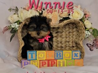 Yorkshire Terrier Puppies available