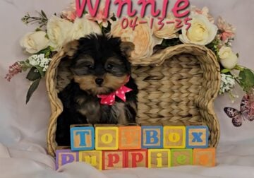 Yorkshire Terrier Puppies available
