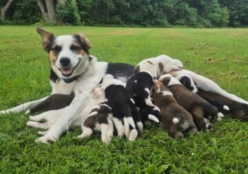 Blue Heeler Mother and German Shepherd Dad