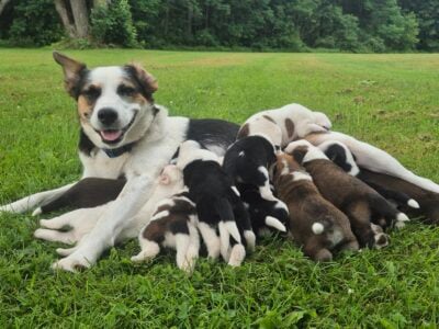 Blue Heeler Mother and German Shepherd Dad