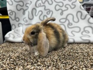 Female purebred holland lop bunny