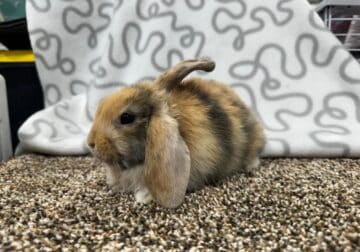 Female purebred holland lop bunny