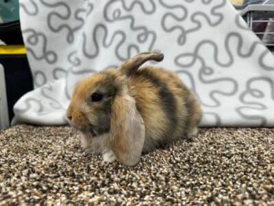Female purebred holland lop bunny