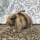 Female purebred holland lop bunny