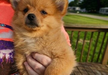 Pomchi puppies born 03/19/2025