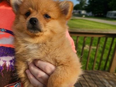 Pomchi puppies born 03/19/2025