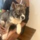 Wooly and plush Siberian Husky Puppies