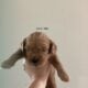 Mini golden doodle Male (golden)