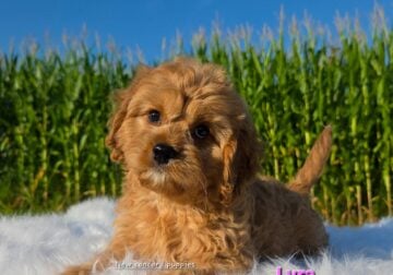 Female cavapoo puppies