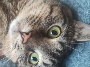 Young manx