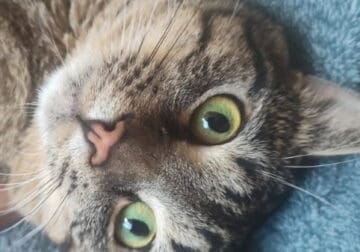 Young manx