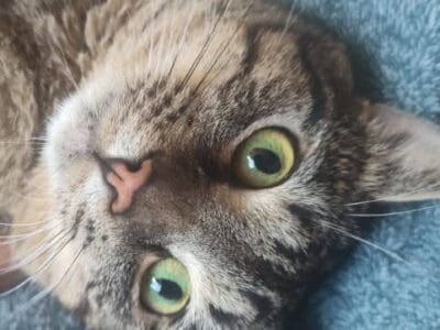 Young manx