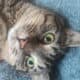 Young manx