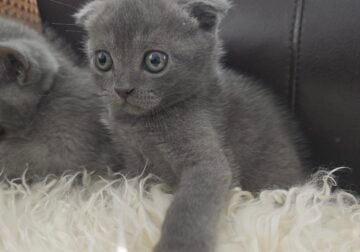 Scottish fold different colors