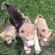 Siberian husky puppies