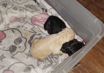 Labardoodle puppies