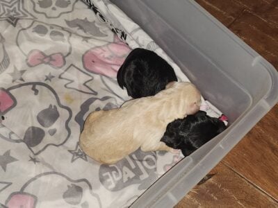 Labardoodle puppies